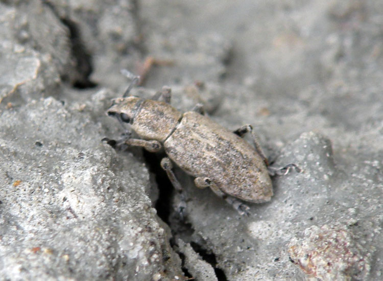 Curculionidae dal Rio Moia: Tanymecus revelierei